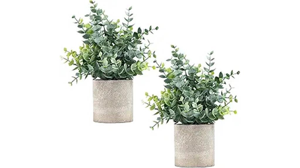 eucalyptus potted plants set