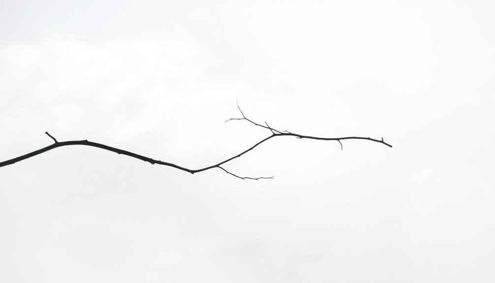 finding beauty in absence