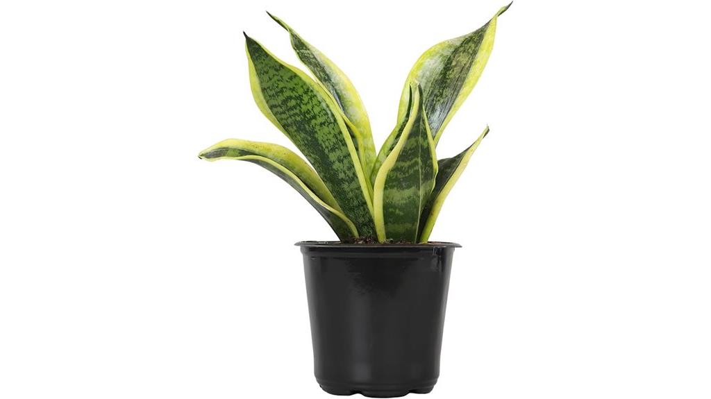 healthy snake plant pot