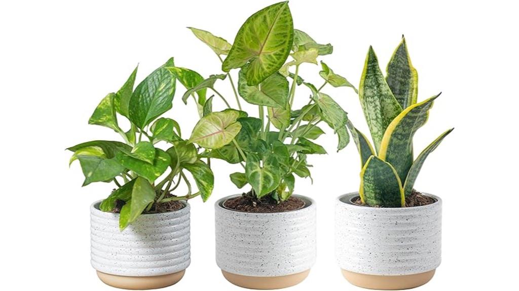 indoor houseplant trio pack
