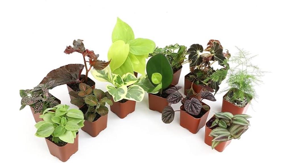 indoor houseplants delivery pack