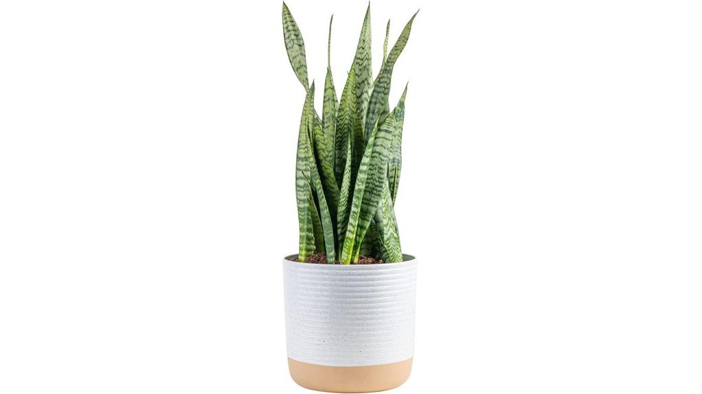 indoor snake plant tall
