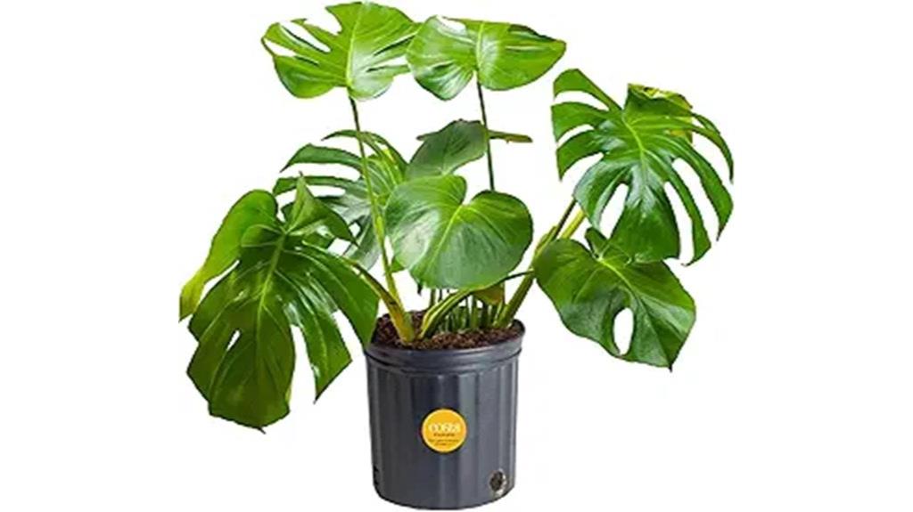 live swiss cheese plant