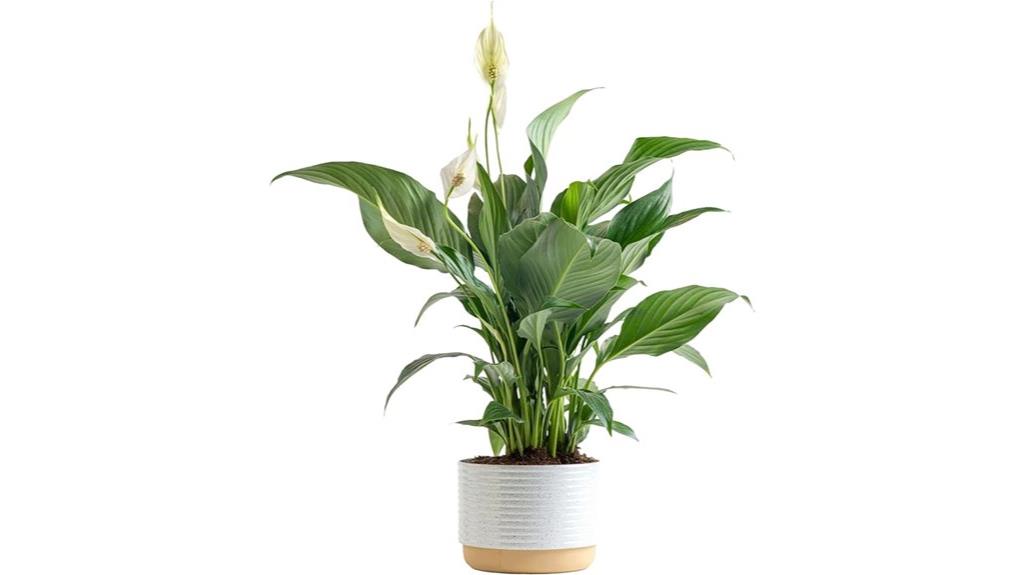 peace lily decorative pot