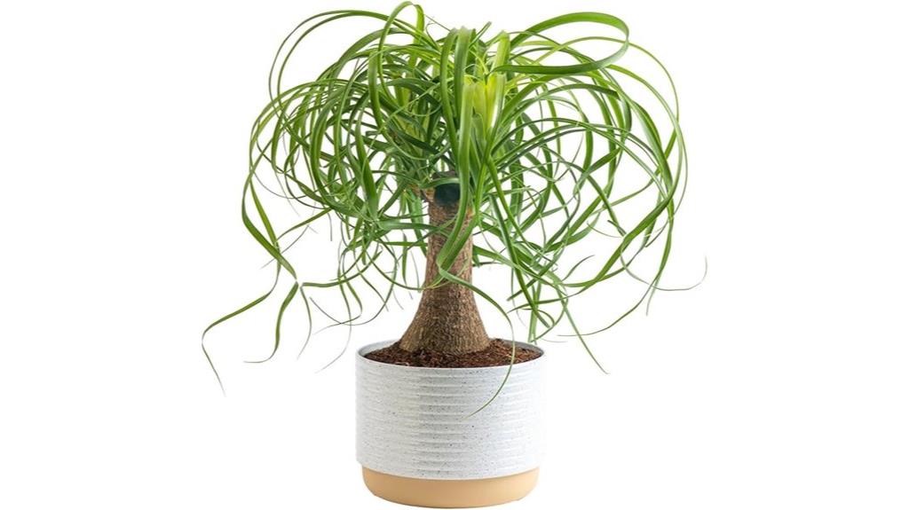ponytail palm indoor bonsai