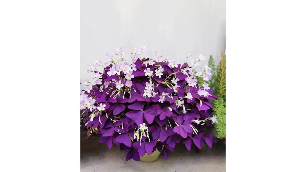 purple shamrock planting bulbs