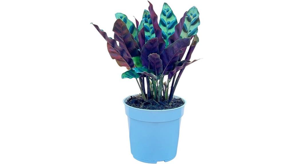 rattlesnake calathea indoor plant
