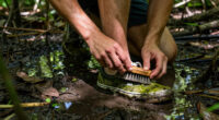 Vans’ Mossy Authentic Sneaker Shines From The Swamp